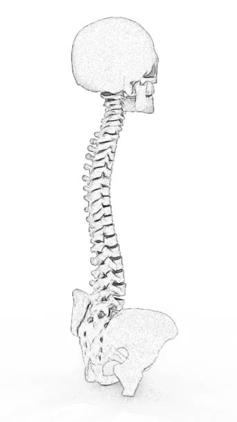 Bleistiftzeichnung Des Menschlichen Rückenmarks — Stockvideo