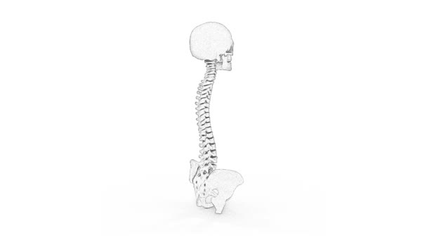 Dibujo Lápiz Médula Espinal Humana — Vídeos de Stock