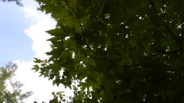 Nasion Liści Drzewa Samolotu — Wideo stockowe