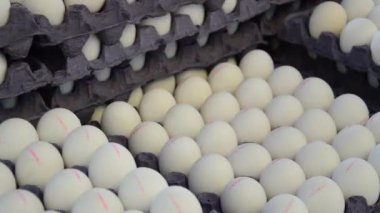chicken and quail eggs at farmers market