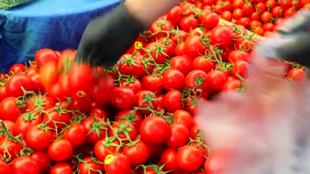 Tomato Counter Farmers Market — Stockvideo