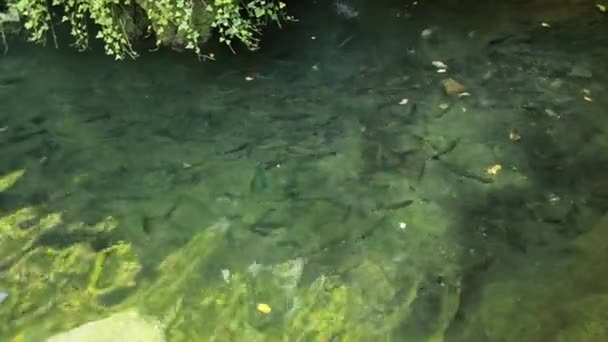 물고기 농장에 — 비디오