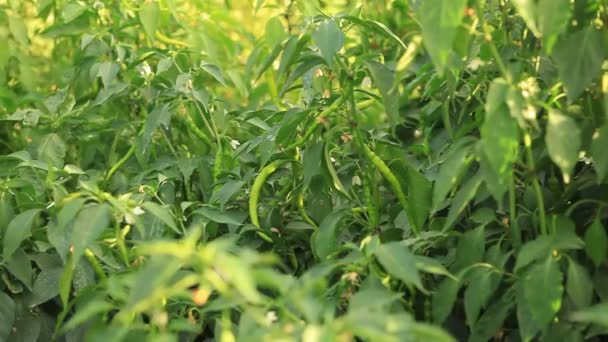 Grüne Junge Paprika Die Auf Feld Oder Plantage Wächst — Stockvideo