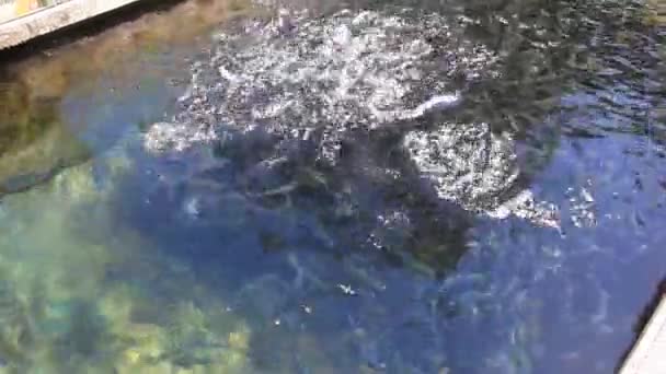 在养鱼场鳟鱼池 — 图库视频影像