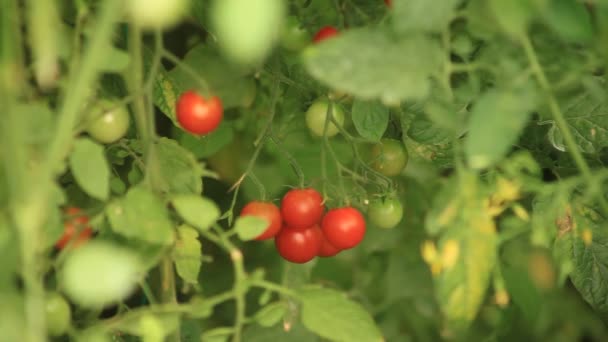 Tomaten Wachsen Gewächshaus — Stockvideo