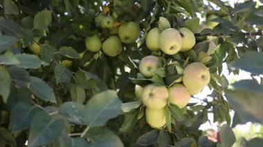 elma ağacı üzerinde taze elma