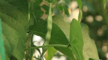 Seradaki organik fasulye bitkisi