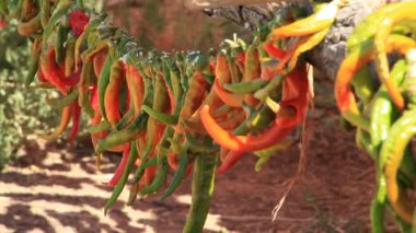 peppers left to dry in the sun by stringing on strings