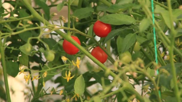 Tomaten Wachsen Gewächshaus — Stockvideo