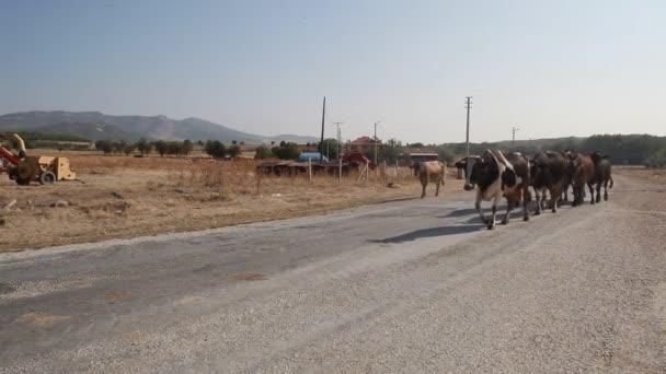 Cows Walking Herd Road — Stock video