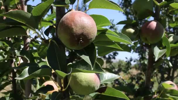 Свіжі Яблука Яблуні — стокове відео