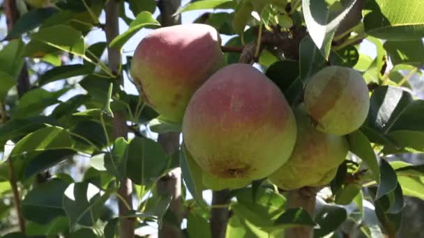 リンゴの木の新鮮なリンゴ — ストック動画