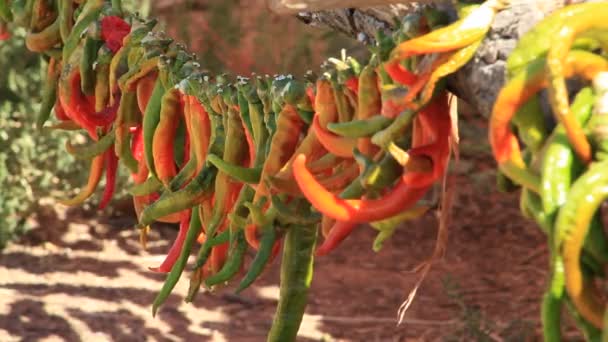 Peppers Left Dry Sun Stringing Strings — Vídeo de stock
