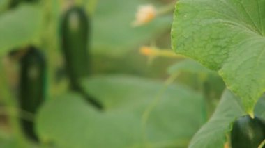 Salatalık büyüyen bir serada 