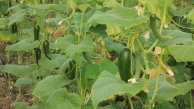 Salatalık büyüyen bir serada 