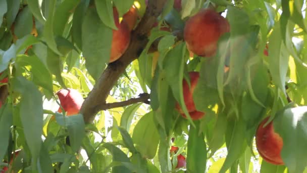 甘い桃の木には収穫する準備ができています — ストック動画