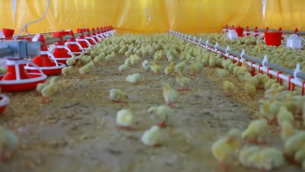 Csirketenyésztés Baromfitenyésztés — Stock videók