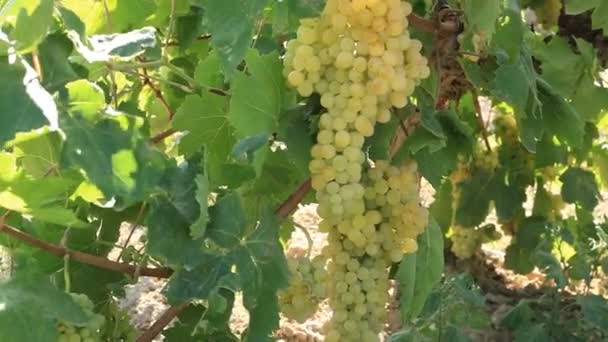 Białe Winogrono Winnicy Zachodzie Słońca — Wideo stockowe