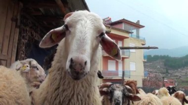 Koyun ahırda kameraya bakıyor.