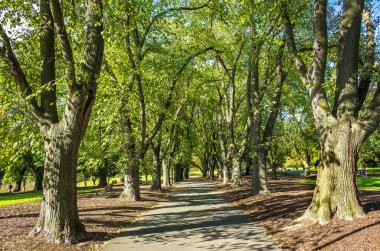 Şehir parkında büyük ağaçlarla çevrili beton yürüyüş yolunun arka plan dokusu. Coburg Lake Reserve, Melbourne, Avustralya 'daki güzel doğal ortam. Metin için alanı kopyala.