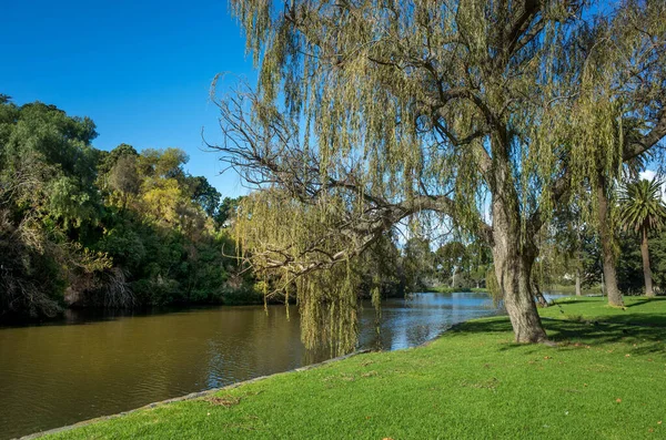 澳大利亚墨尔本风景如画的科布格湖保护区的树木 湖泊和维护良好的草坪 市郊公园美丽风景的背景质感及文字复制空间 — 图库照片