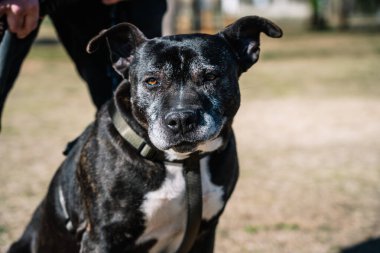 Şirin siyah Amerikan Pitbull Terrier 'i sahibi ile çimlerde otururken kameraya bakıyor ve antrenman için bekliyor.