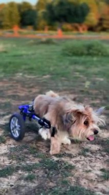 Tekerlekli sandalyedeki küçük bir köpek güneş ışığı altında çimenli bir alanda yürüyor, dayanıklılık ve kararlılık gösteriyor..