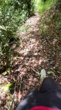 Güneşli bir günde yemyeşil ve canlı yeşilliklerle çevrili yemyeşil bir orman patikasının yürüyüşçüleri..