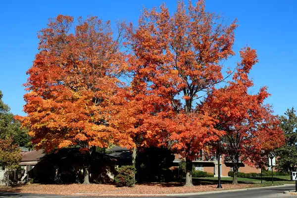 Columbus Ohio 15 Ekim 2024 Sonbahar sezonu Sonbahar sezonu boyunca yaprakların renginin değiştiğini gösteriyor..