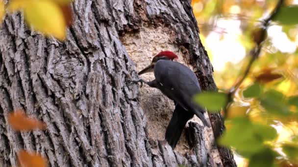 Pileated Woodpecker Autumn Forest — Stock video