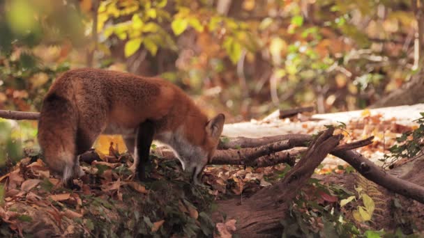 Fox Vulpes Cerca Topi Nella Foresta Autunnale — Video Stock