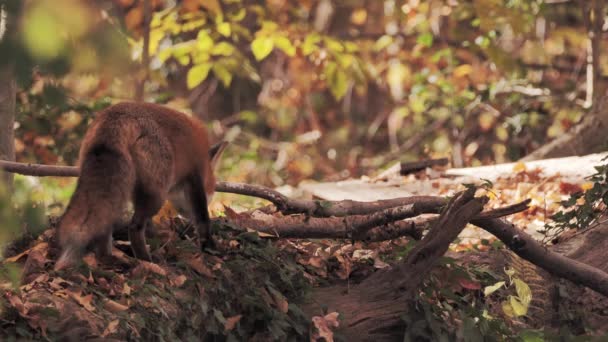 Fox Vulpes Cerca Topi Nella Foresta Autunnale — Video Stock
