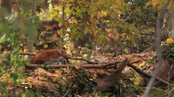 Renard Vulpes Recherche Souris Dans Forêt Automne — Video