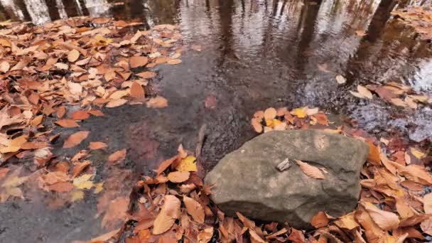 Падіння Осіннього Листя Лісовій Річці — стокове відео