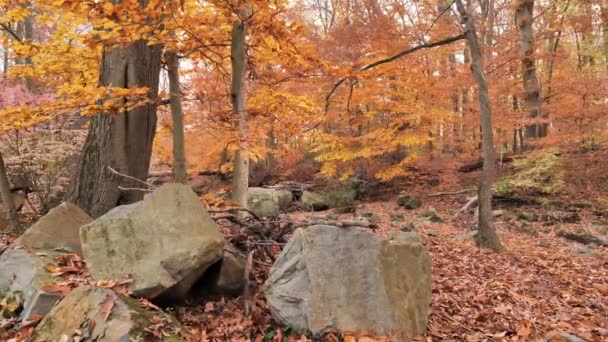 Zlaté Barvy Podzimního Lesa Listopadu — Stock video