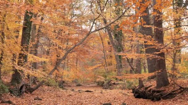 Χρυσά Χρώματα Του Φθινοπώρου Δάσους Νοέμβριο — Αρχείο Βίντεο