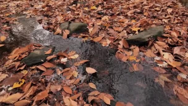 Gefallene Herbstblätter Einem Waldfluss — Stockvideo