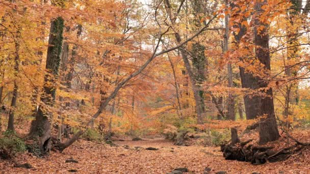 11月の秋の森の黄金色 — ストック動画
