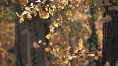 Sonbahar ormanında güçlü bir rüzgar.