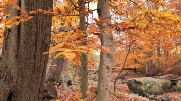Gyllene Färger Höstskogen November — Stockvideo
