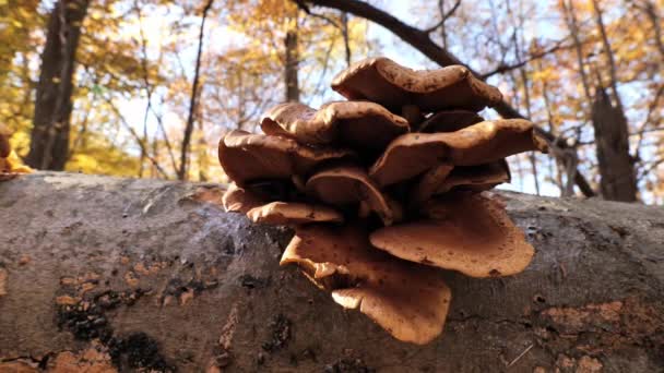 Family Large Mushrooms Autumn Forest — Stock Video
