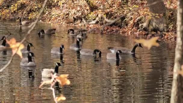 Canada Goose Branta Canadensis Uma Ave Que Vive Perto Rios — Vídeo de Stock