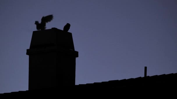 家の屋根の上に大きなフクロウの家族 — ストック動画