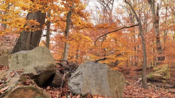 Goldene Farben Des Herbstwaldes November — Stockvideo