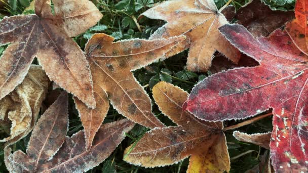公园落叶上的晨霜 — 图库视频影像