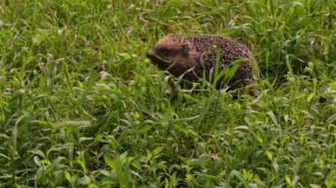 Avrupa kirpisi (Erinaceus europaeus) kalın çimenlerde yiyecek arar. Avrupa 'da yaşıyor, bitki ve hayvansal gıdalarla besleniyor..