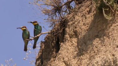 Dinyester deltasındaki (Ukrayna) Avrupalı arı yiyicilerin kolonisi).