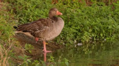 Gri-lag kaz (Anser anser), Avrasya sularında yaşayan büyük bir kuş türüdür. Popüler av nesnesi.