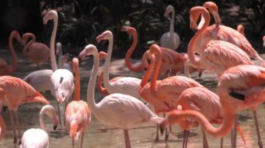 Sığ sularda dinlenen bir flamingo sürüsü.