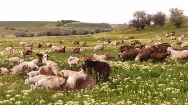 Flock Getter Och Får Som Betar Gräset Boskapsuppfödning Viktigaste Aktiviteterna — Stockvideo
